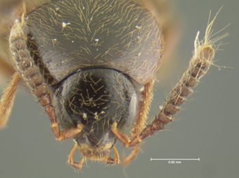 Media type: image;   Entomology 32917 Aspect: head dorsal view